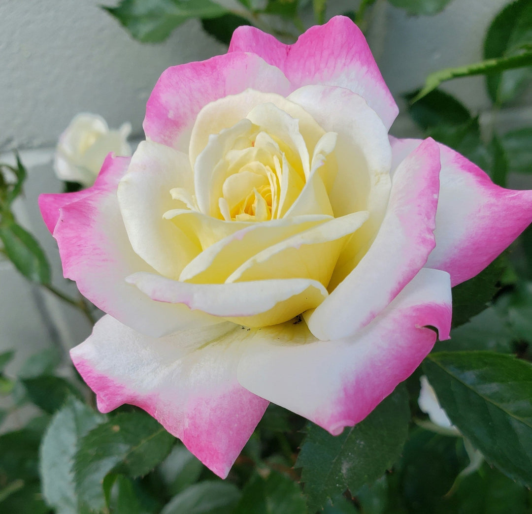 10 Beautiful Ways to Celebrate June's Birth Flower: The Rose - Birch & Bracken
