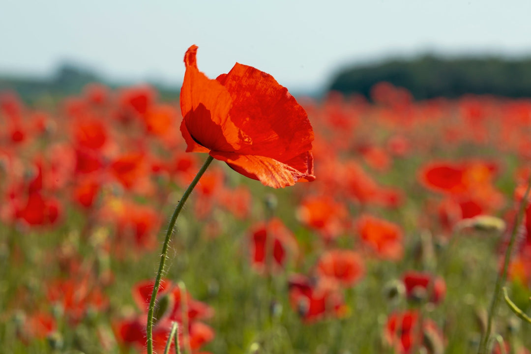 August’s Birth Flowers: Gladiolus & Poppy – Bold Beauty, Quiet Power, and the Irish Connection - Birch & Bracken