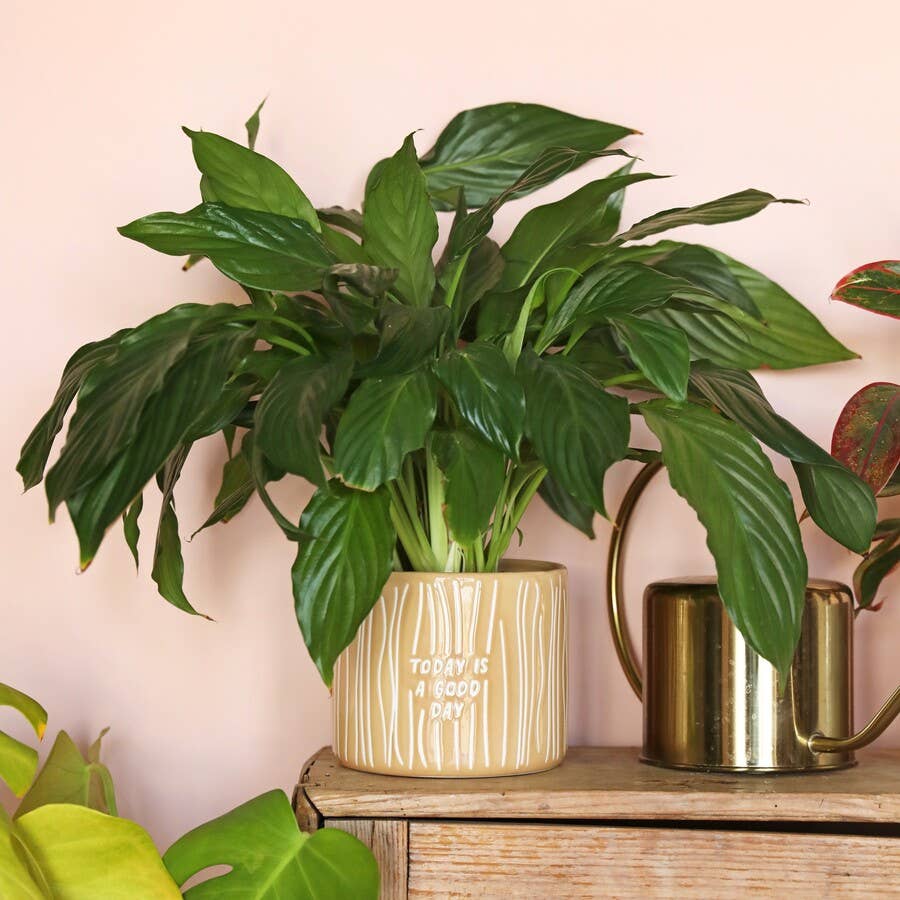 A Good Day Ceramic Planter - Birch & BrackenPLANTER