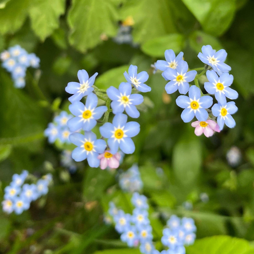 Forget Me Not Mini Stud Earrings - Birch & BrackenEARRINGS