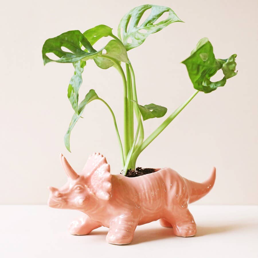Triceratops Dinosaur Planter - Birch & BrackenPLANTER
