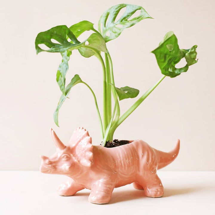 Triceratops Dinosaur Planter - Birch & BrackenPLANTER